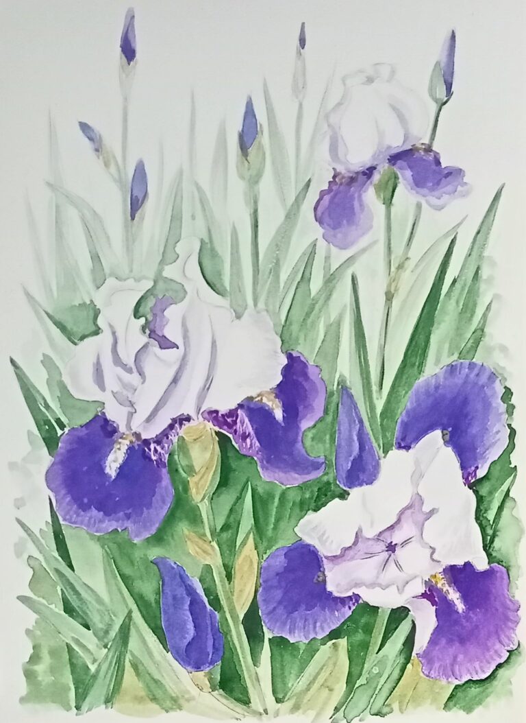 Іриси