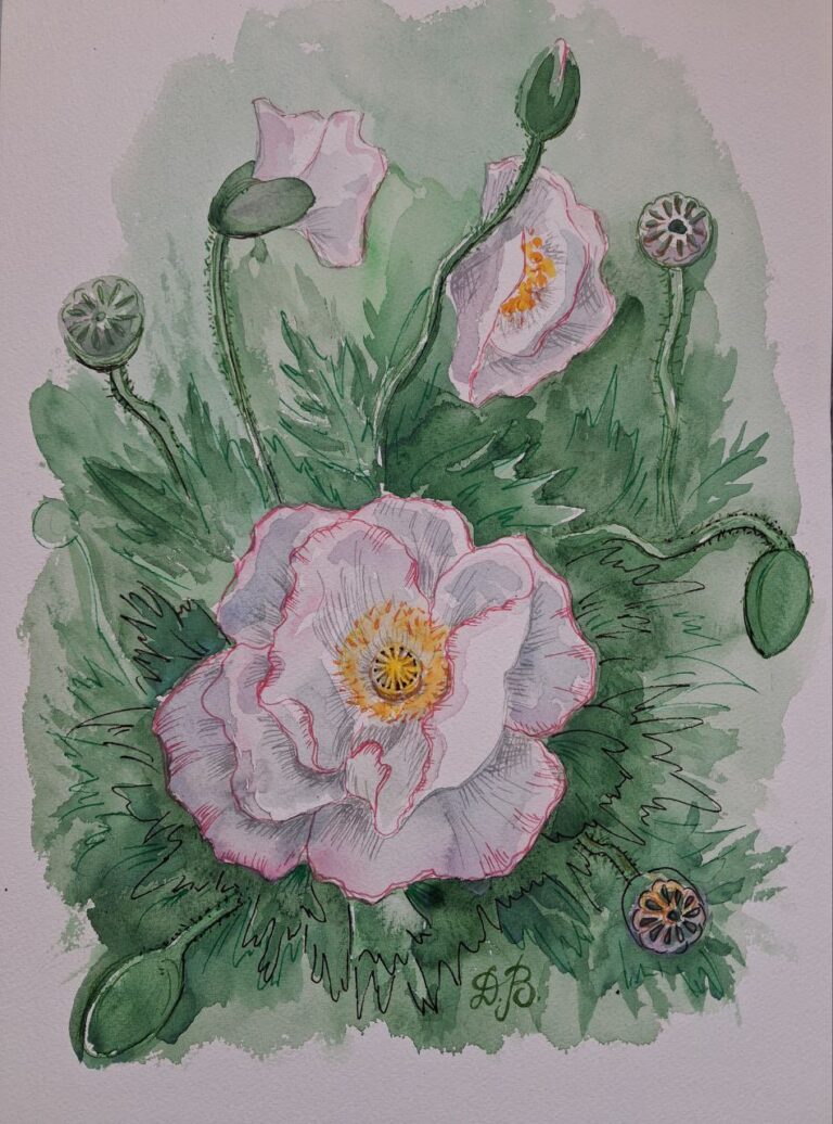 Біла макова краса